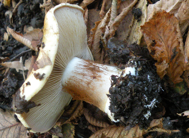 Due Cortinarius appenninici